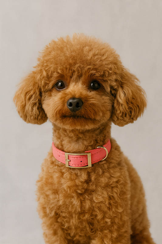 Kit prima passeggiata